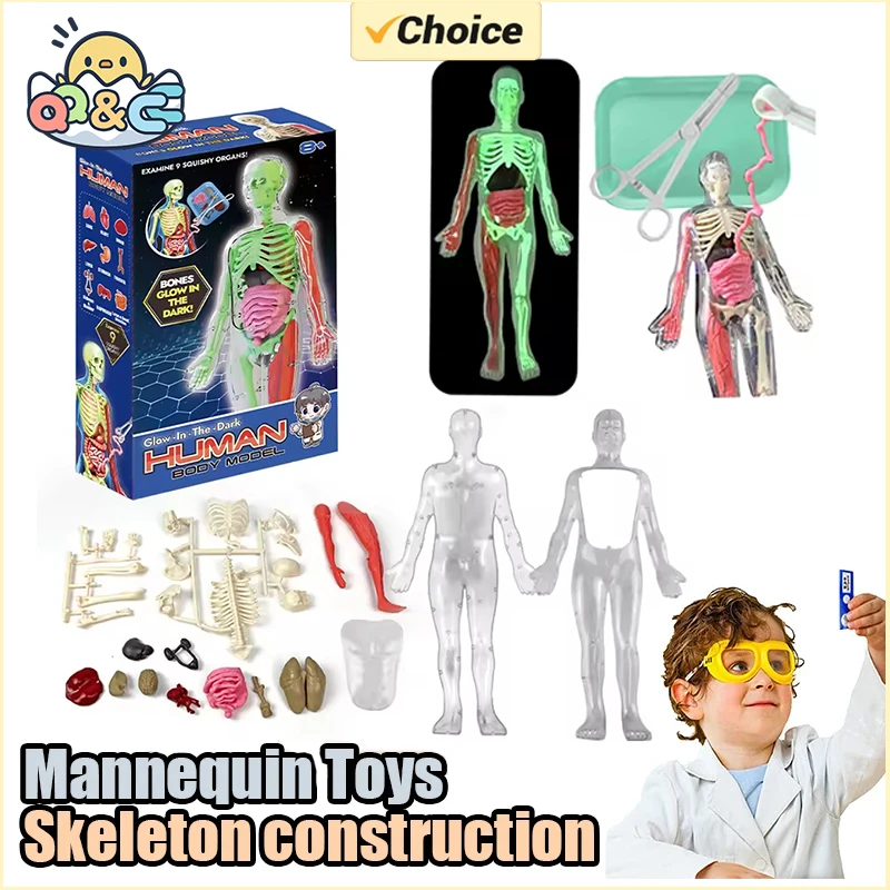 الهيكل العظمي البشري تشريح الج - مراجعة Model Kit Fantasy وسعره
